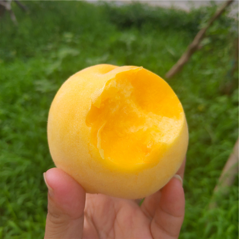 黄金毛蟠桃】沂蒙山蟠桃山东桃子新鲜5斤水果非纽扣蟠桃