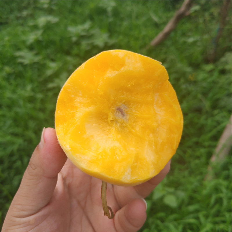 黄金毛蟠桃】沂蒙山蟠桃山东桃子新鲜5斤水果非纽扣蟠桃