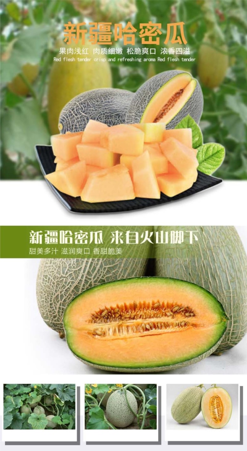 新疆哈密瓜西州蜜25号网纹5-6斤香甜多汁新鲜水果