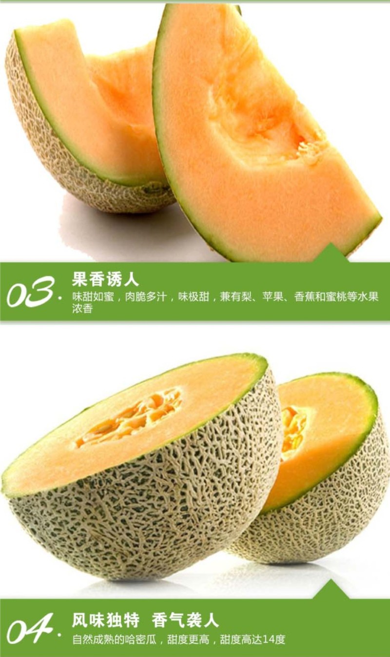 新疆哈密瓜西州蜜25号网纹5-6斤香甜多汁新鲜水果