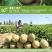 新疆哈密瓜西州蜜25号网纹5-6斤香甜多汁新鲜水果