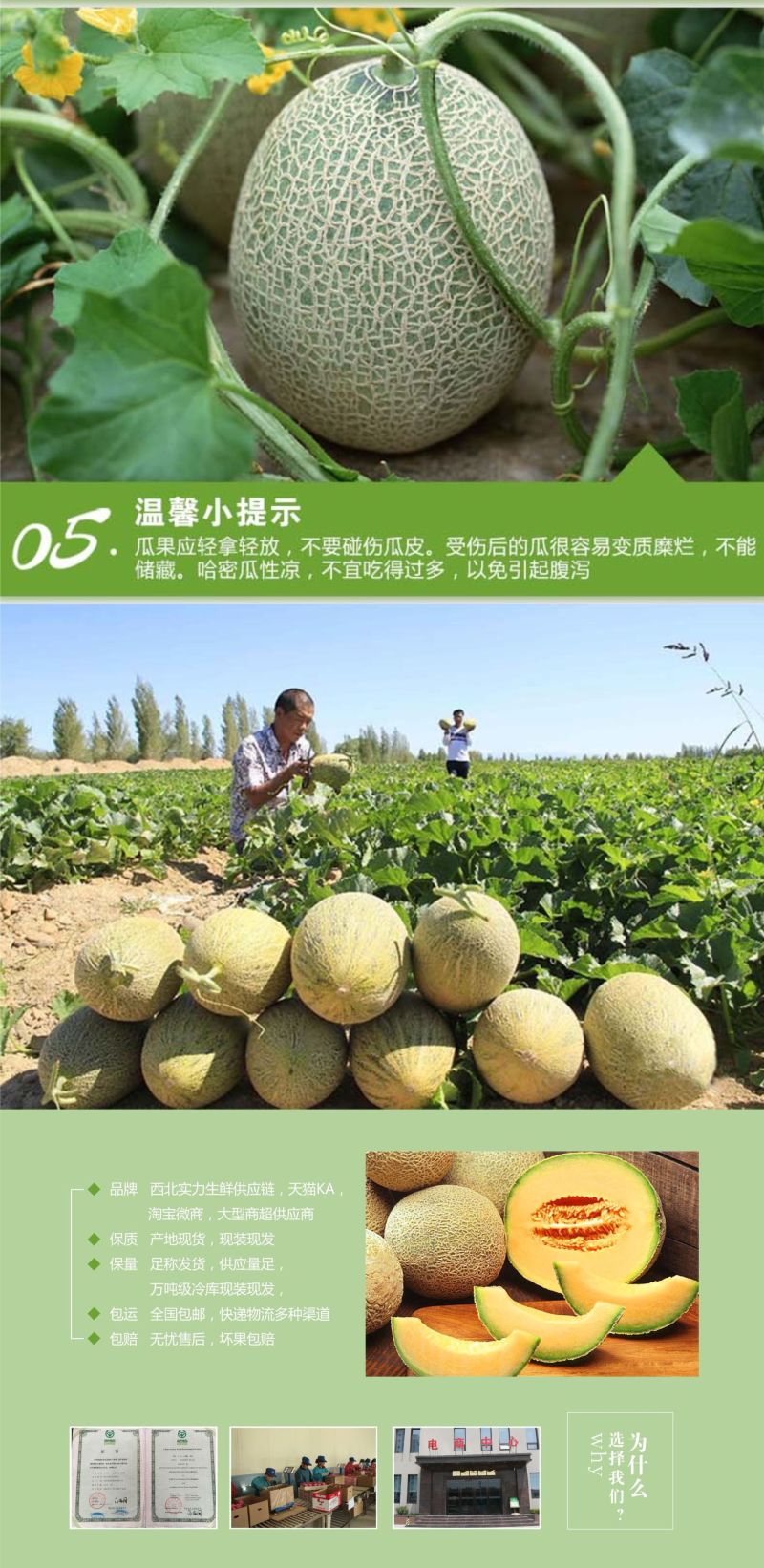新疆哈密瓜西州蜜25号网纹5-6斤香甜多汁新鲜水果