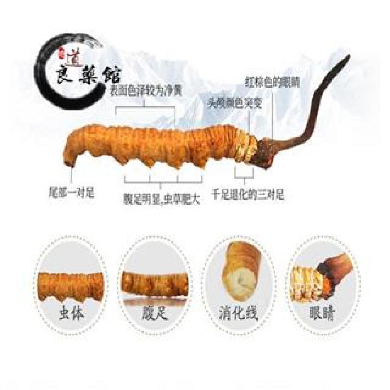 冬虫夏草西藏那藏虫草大统货道地药材，质优价实，品质保证