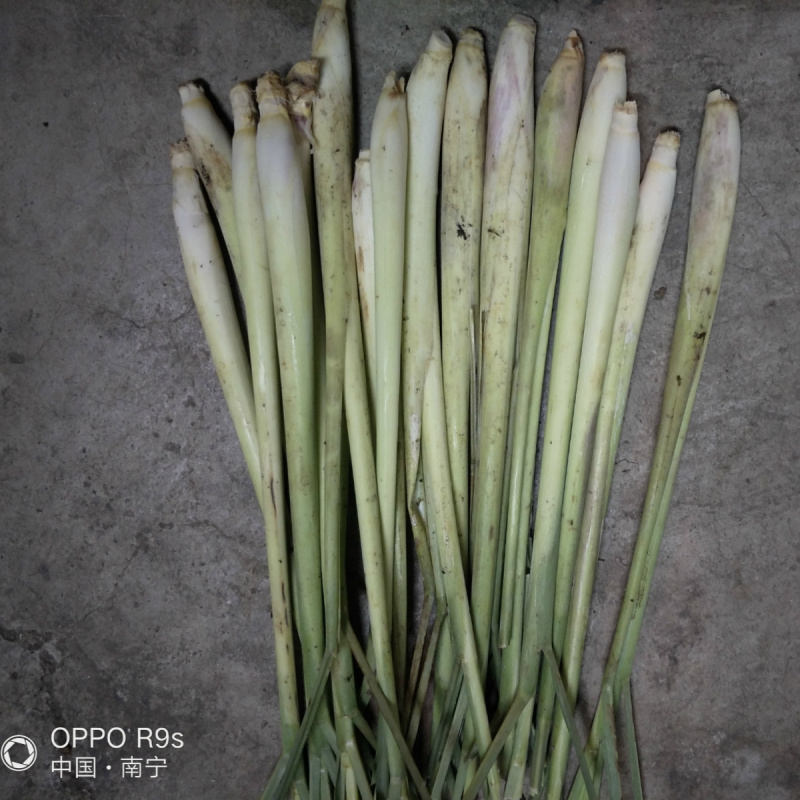 【优质】新鲜香茅草泰国品种新鲜香茅自家基地直供量大从优