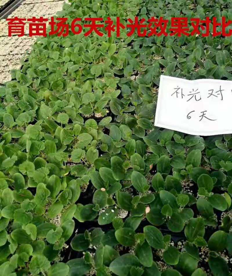 育苗照明灯育苗植物补光灯育苗照明灯防病害
