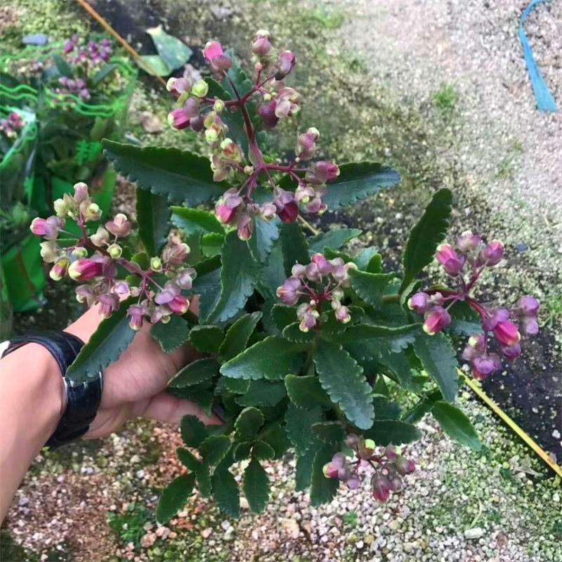 宫灯长寿花