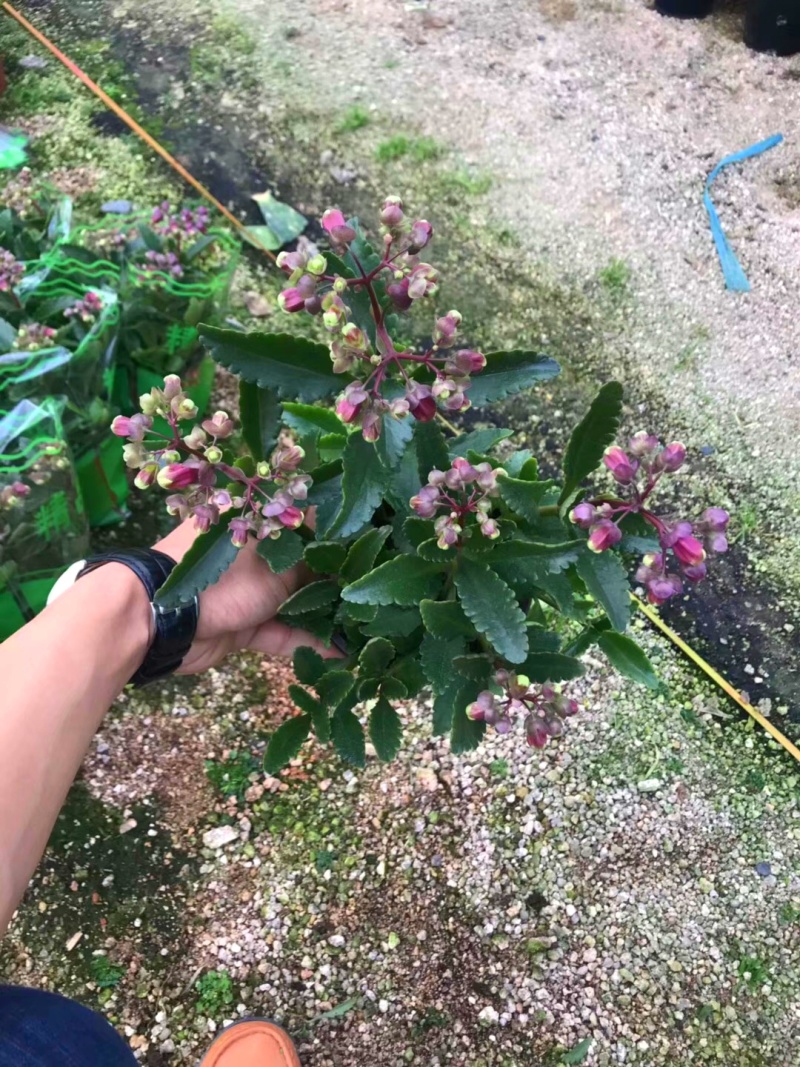 宫灯长寿花
