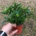 宫灯长寿花
