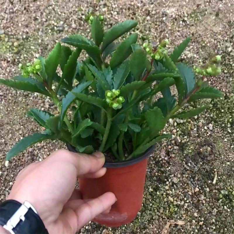 宫灯长寿花