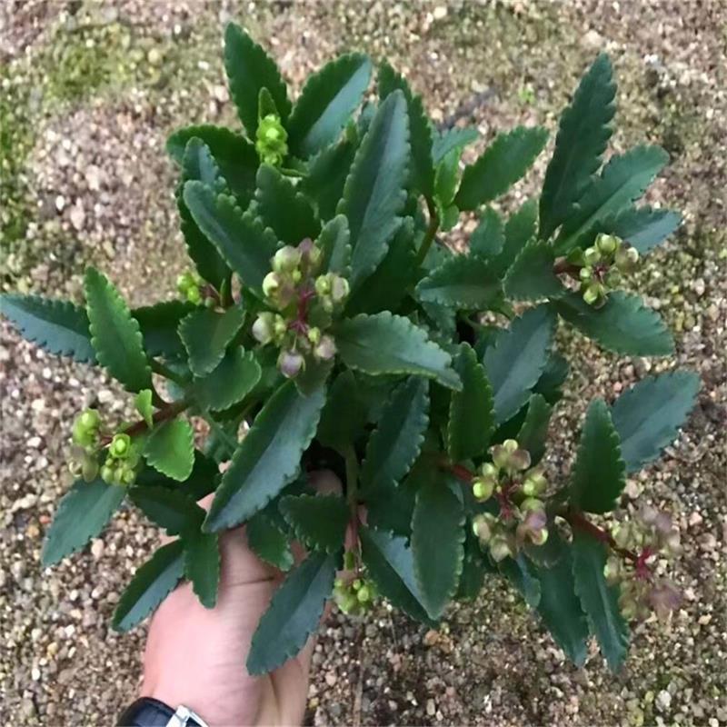 宫灯长寿花