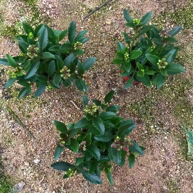 宫灯长寿花