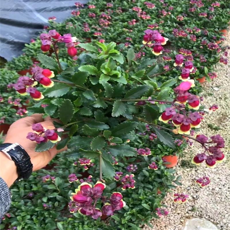 宫灯长寿花