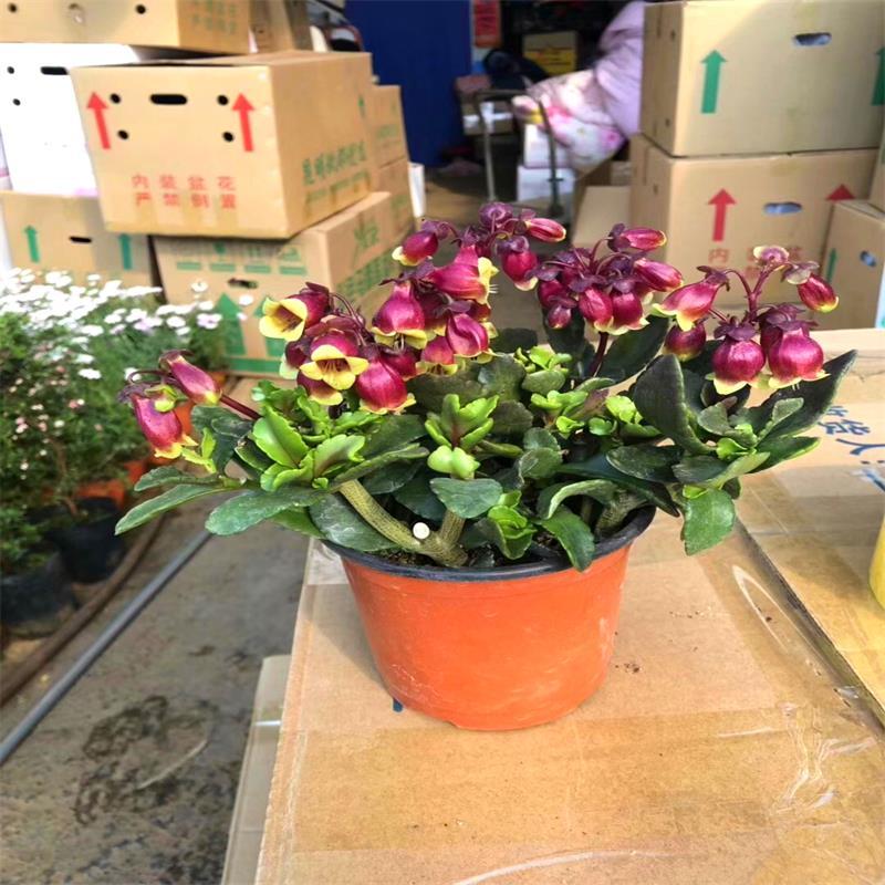 宫灯长寿花