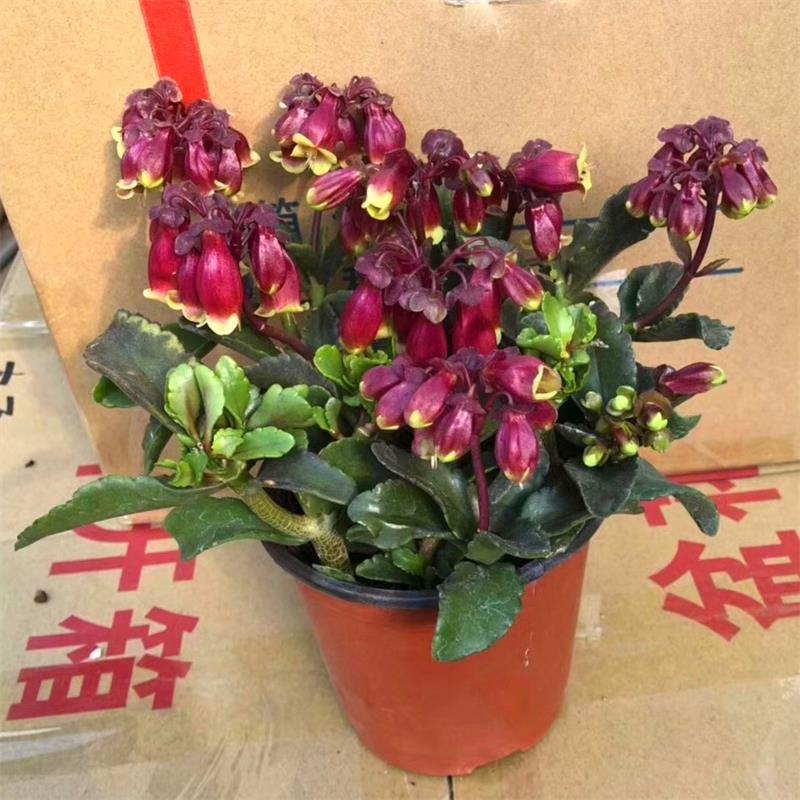 宫灯长寿花