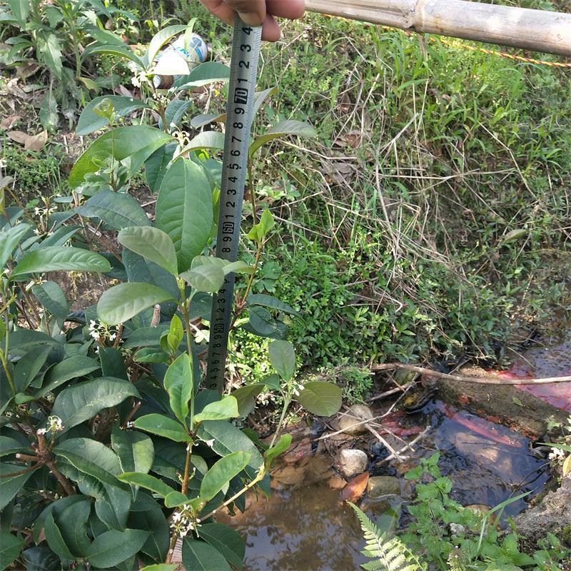 桂花球