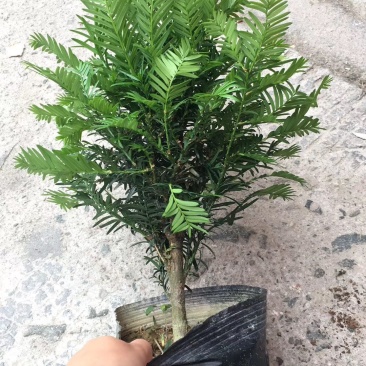 红豆杉