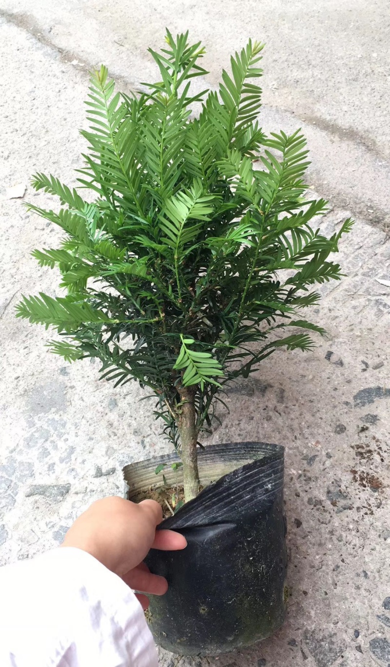 红豆杉