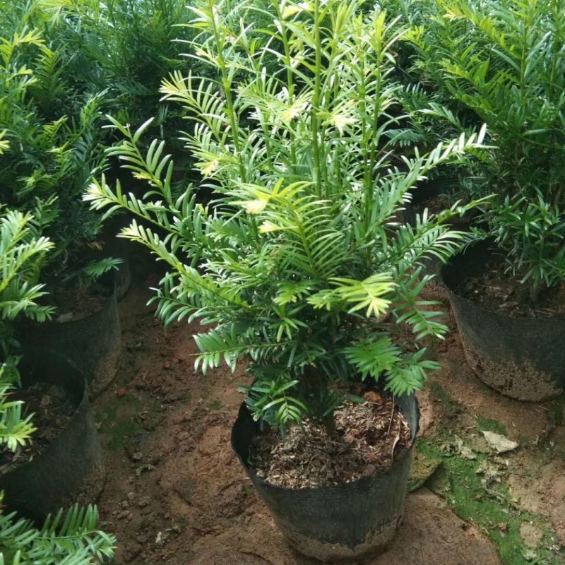 红豆杉