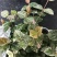 花叶络石