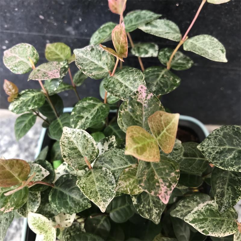 花叶络石