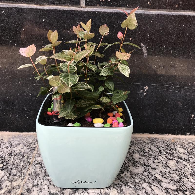 花叶络石