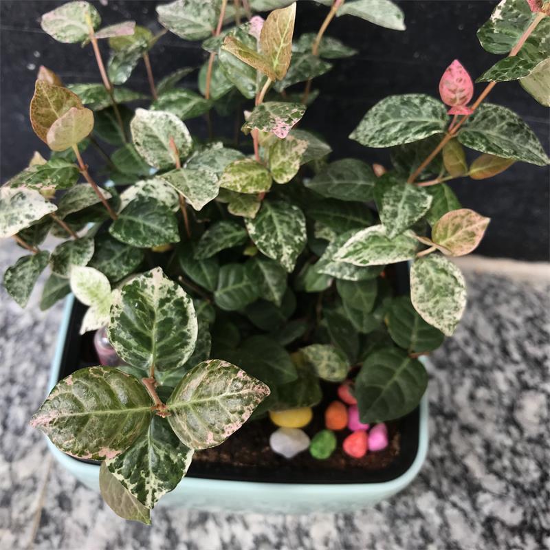 花叶络石