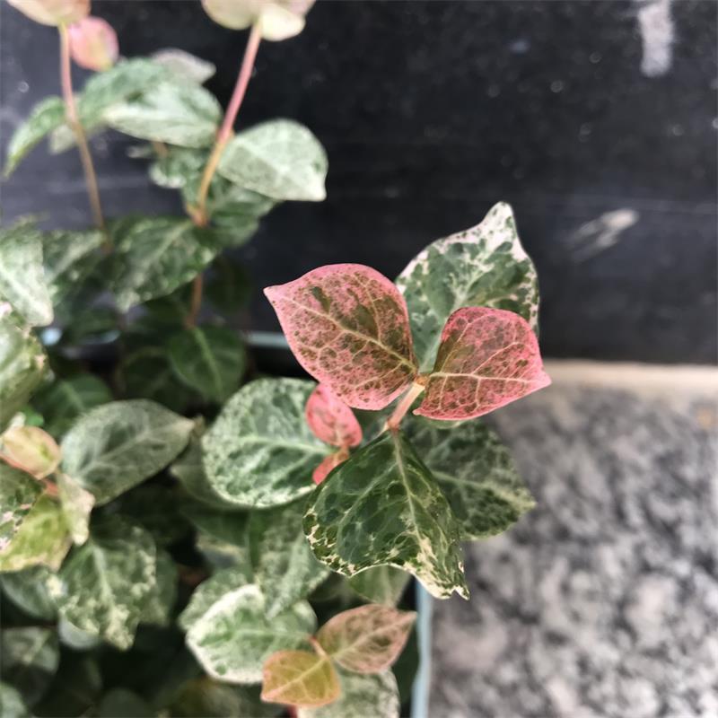 花叶络石