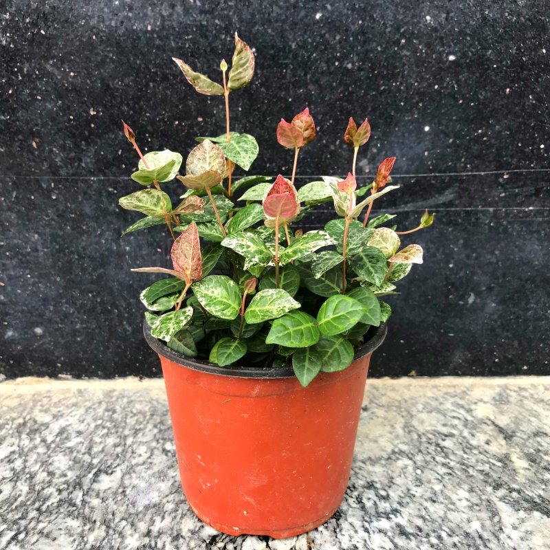 花叶络石