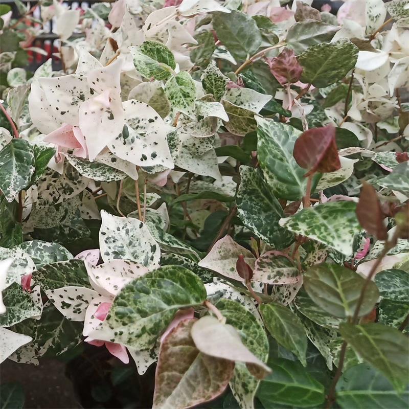 花叶络石