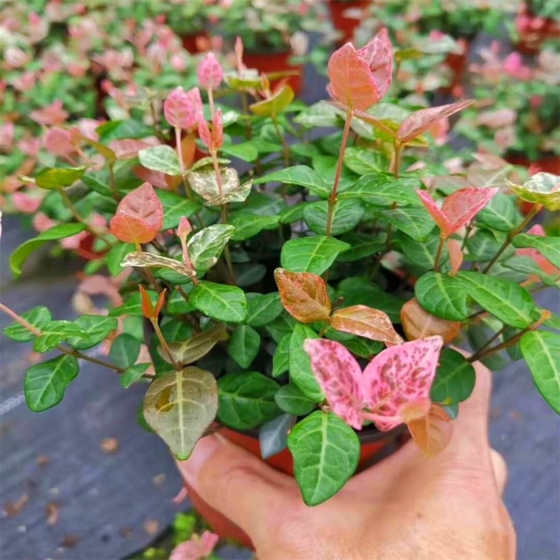 花叶络石