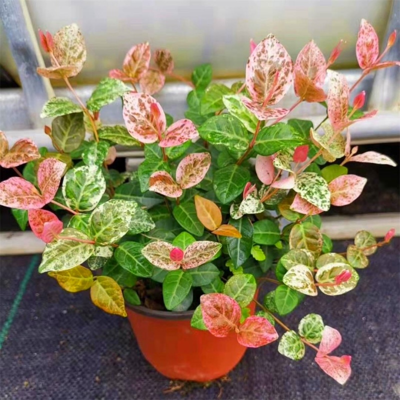 花叶络石