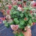 花叶络石