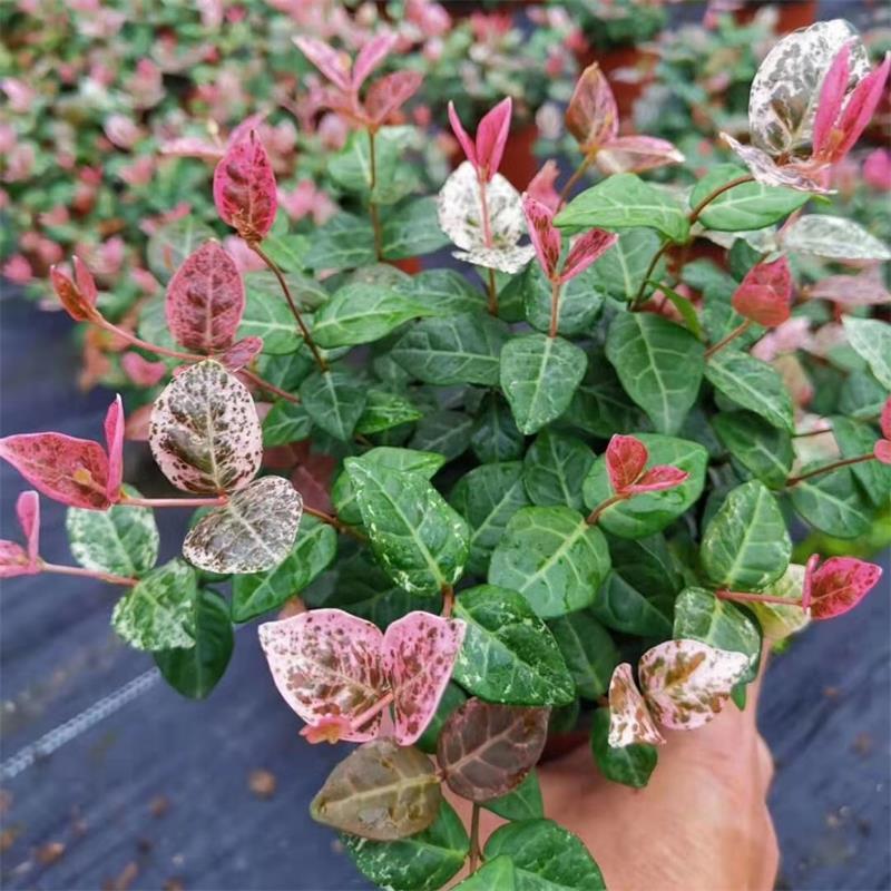 花叶络石