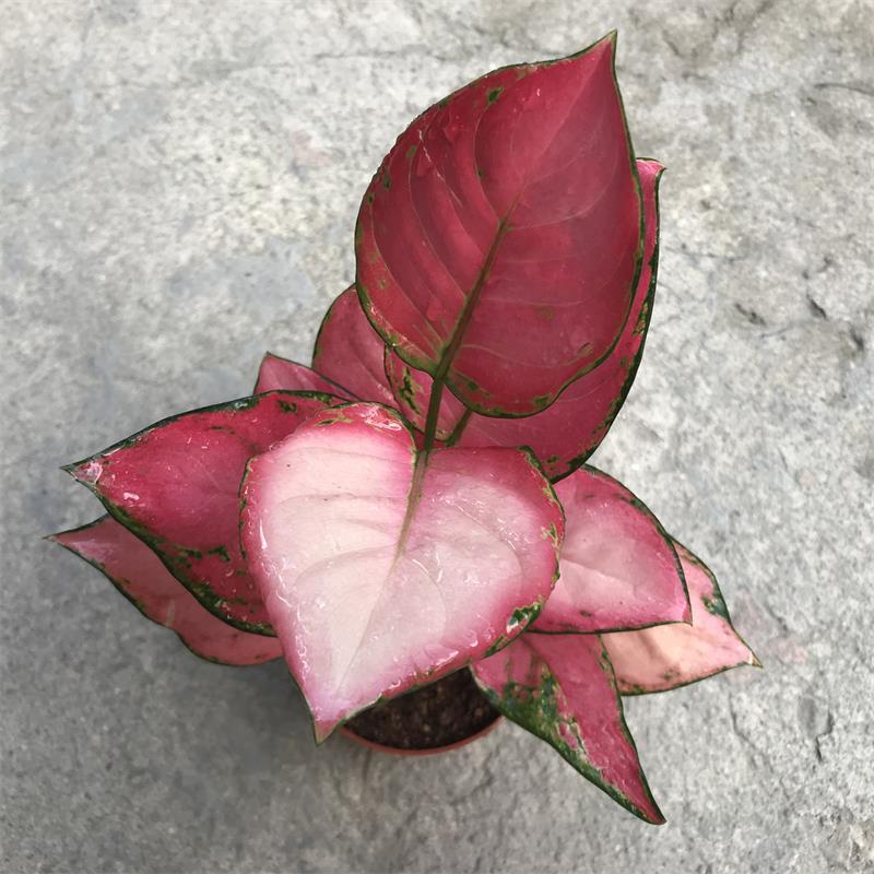 花叶万年青