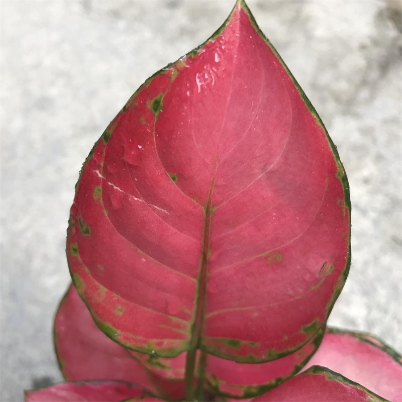 花叶万年青