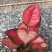 花叶万年青