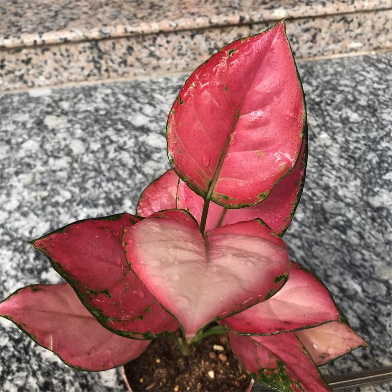 花叶万年青