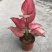 花叶万年青