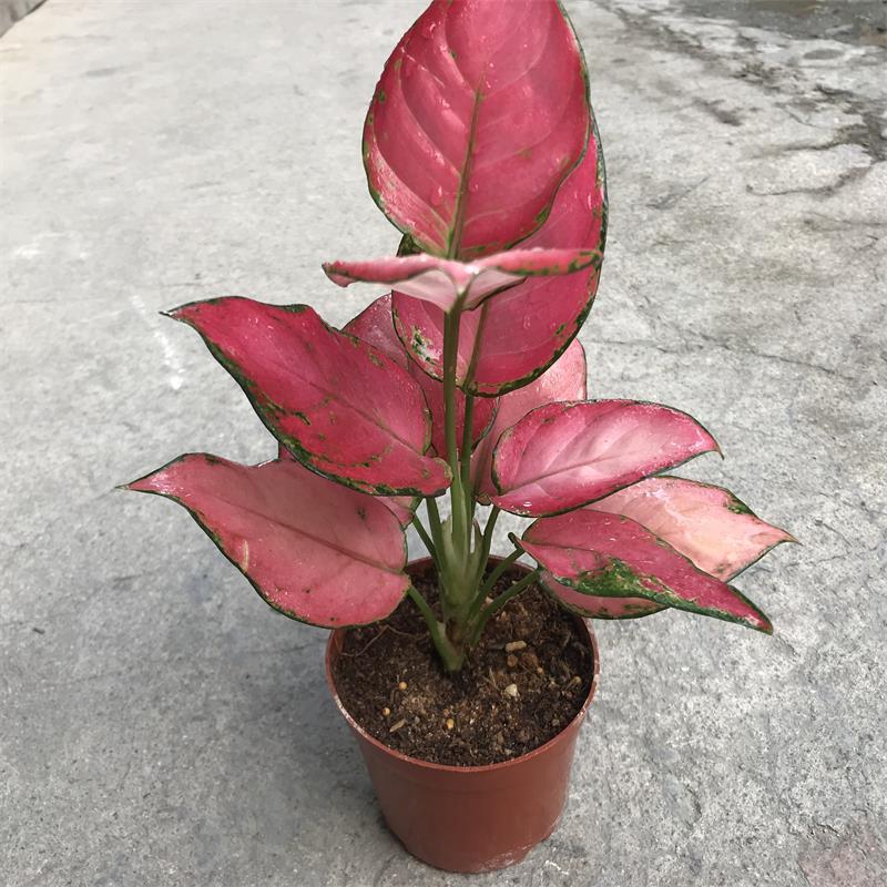 花叶万年青