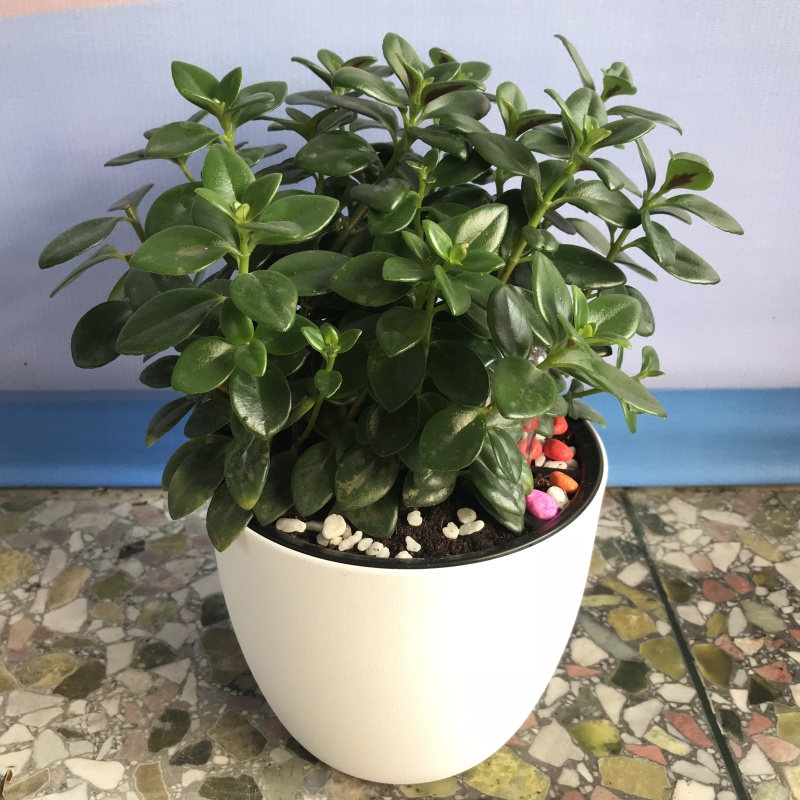 金鱼草