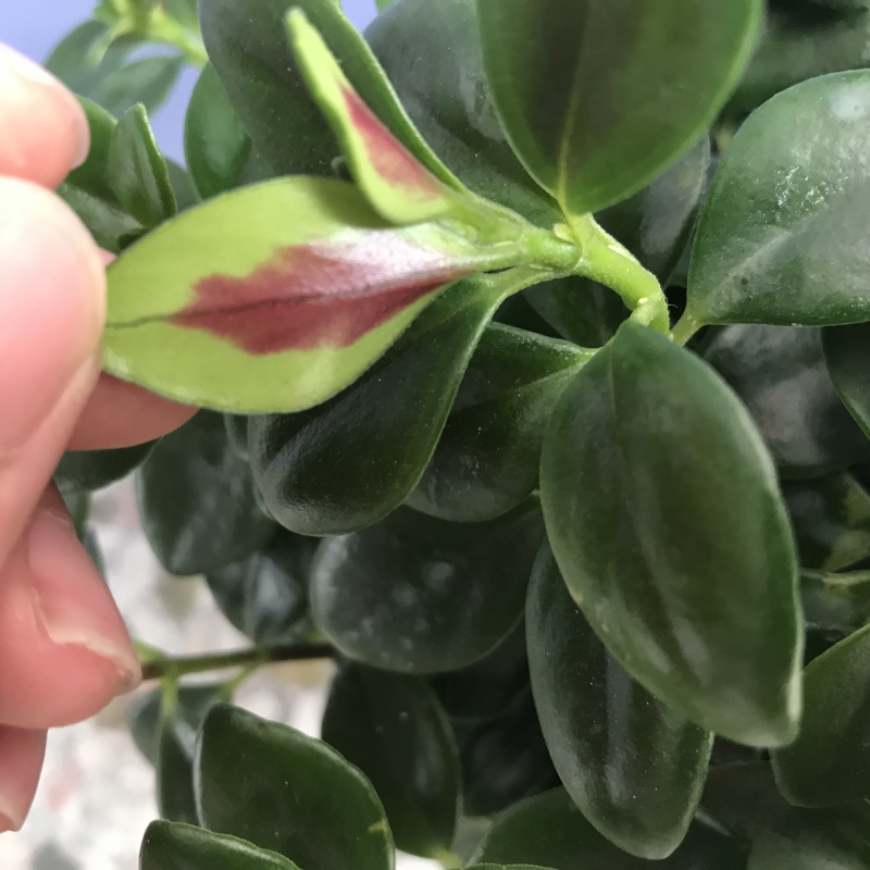 金鱼草