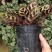 孔雀竹芋
