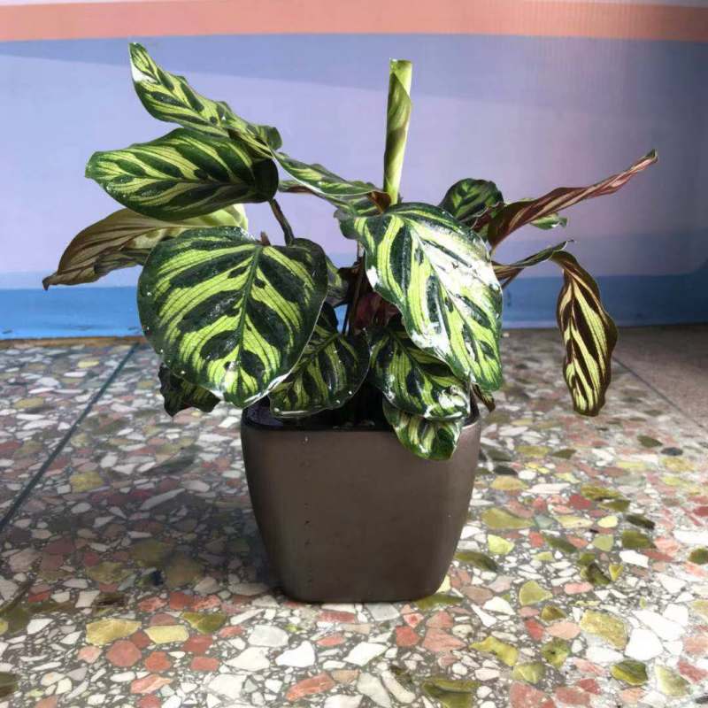 孔雀竹芋