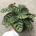 孔雀竹芋