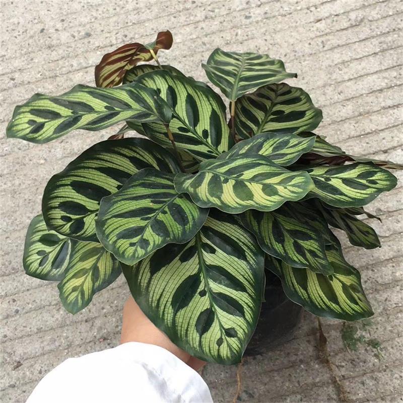 孔雀竹芋