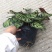 孔雀竹芋