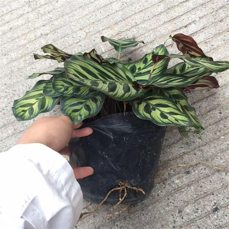 孔雀竹芋
