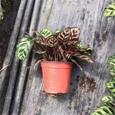 孔雀竹芋