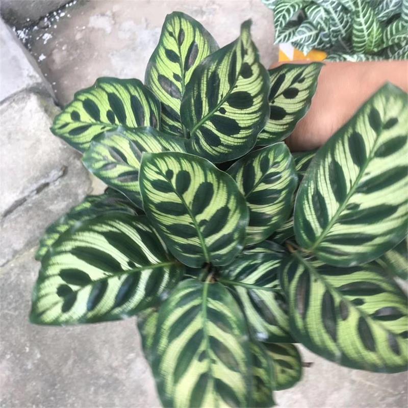 孔雀竹芋