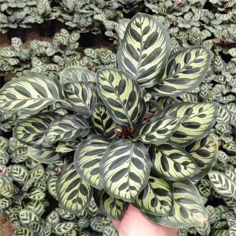 孔雀竹芋